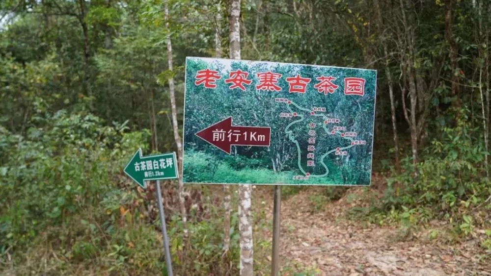 2023年普洱老安寨古樹(shù)春茶特點(diǎn)是什么？