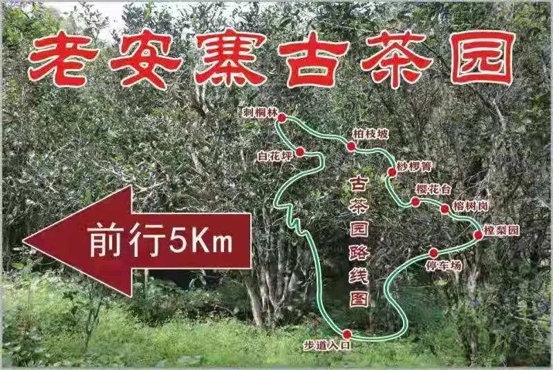 2023年普洱老安寨古樹春茶品質(zhì)如何？