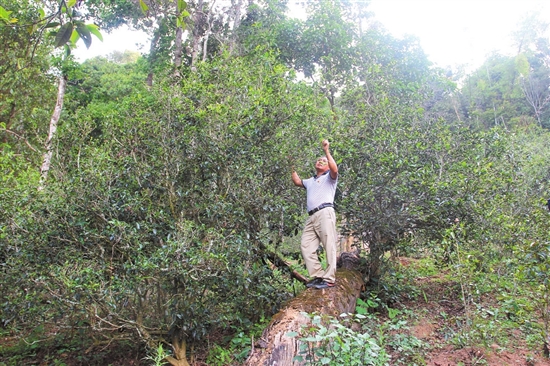 2023年普洱老安寨古樹春茶價格是多少？