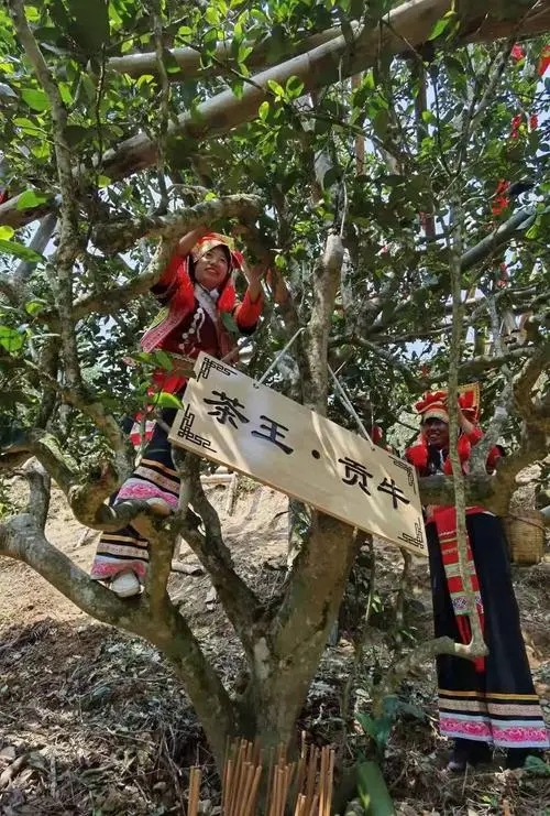 2023年普洱老安寨古樹春茶多少一公斤？