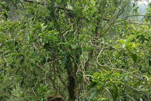 2023年千家寨古樹春茶口感怎么樣？