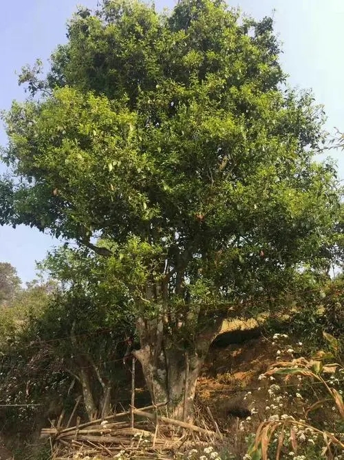 2023年千家寨古樹春茶特點(diǎn)是什么？