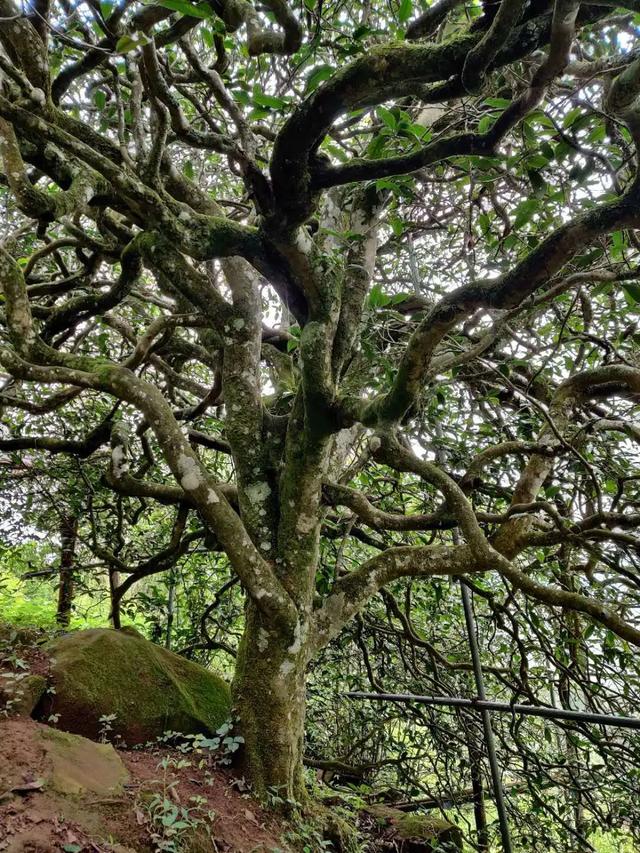 2023年千家寨古樹春茶品質(zhì)如何？