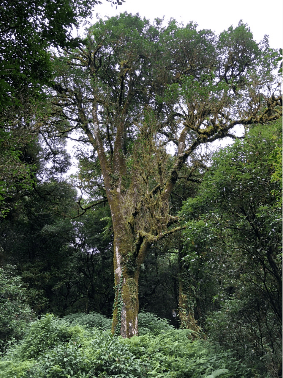 2023年千家寨古樹春茶價格是多少？