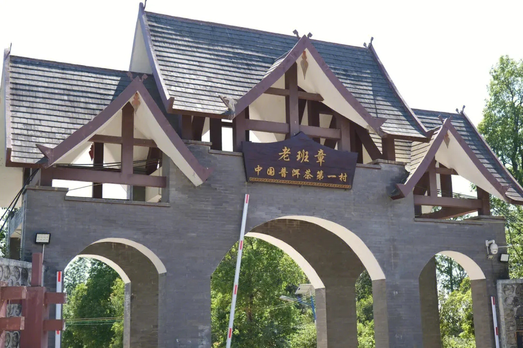 2024年老班章古樹春茶價(jià)格是多少？