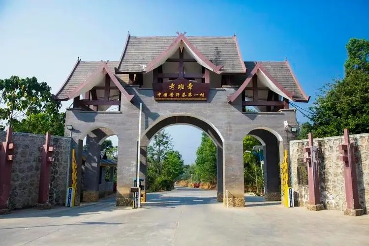 2024年老班章古樹春茶口感是什么？