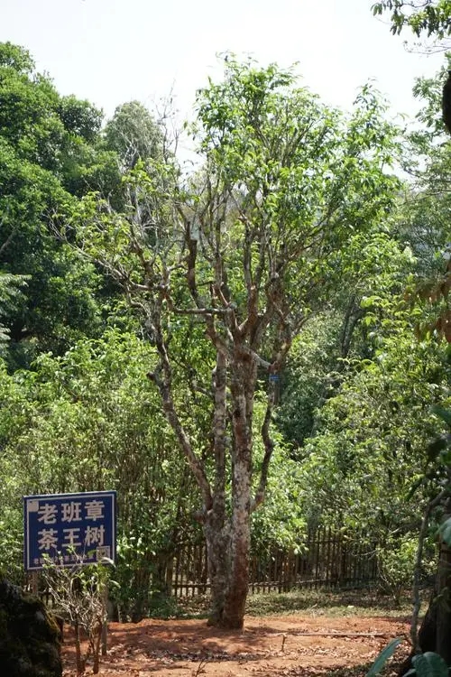2024年老班章古樹春茶特點(diǎn)是什么？