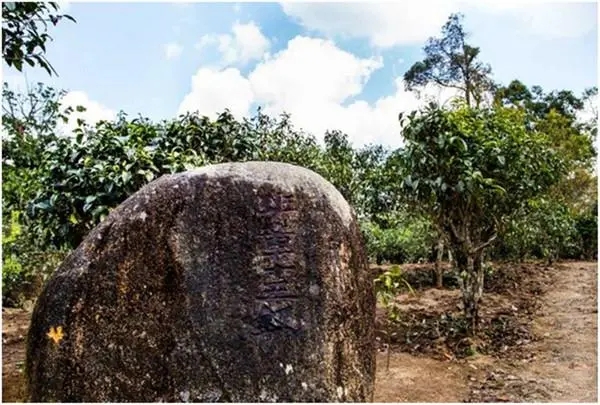 2024年老班章古樹春茶多少一公斤？