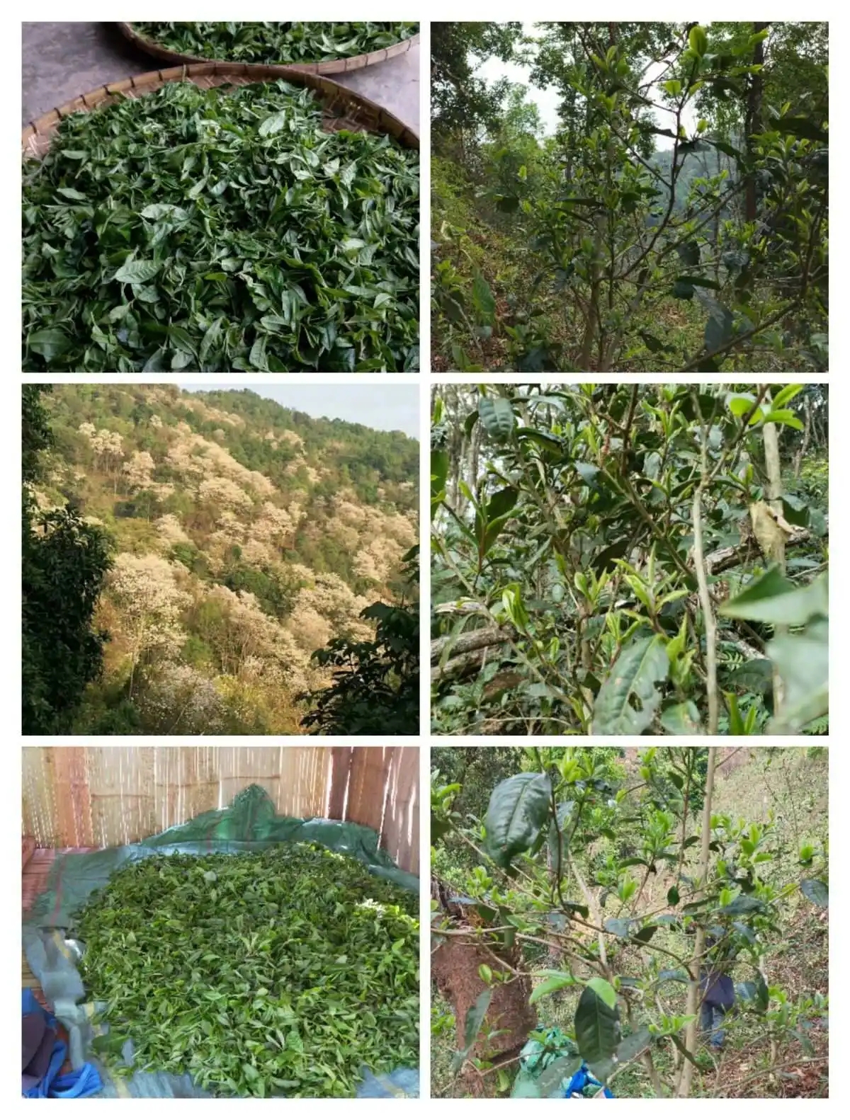 2024年曼松古樹春茶價(jià)格是多少？