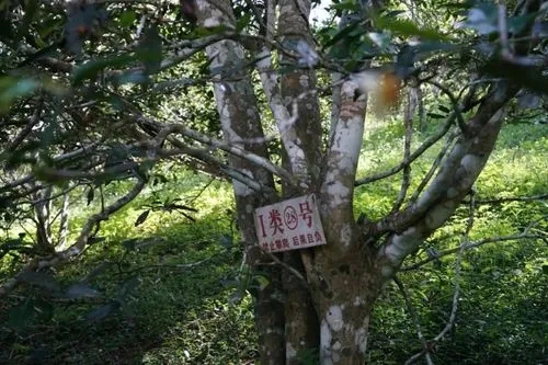 2024年薄荷塘古樹春茶特點(diǎn)是什么？