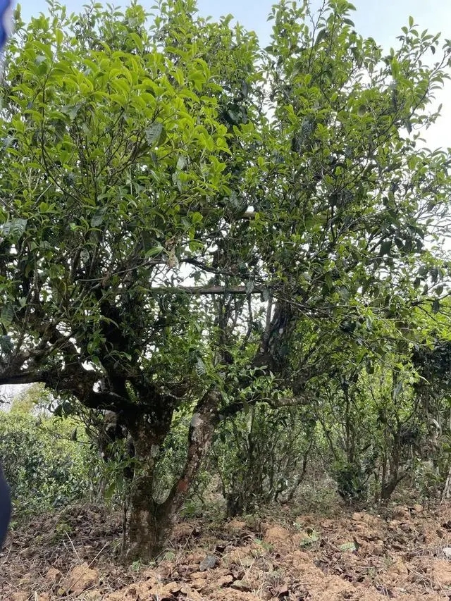 2024年薄荷塘古樹春茶價(jià)格是多少？