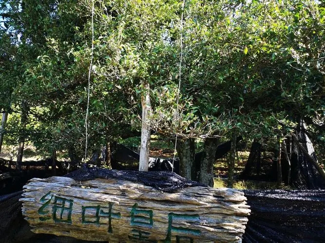 2024年困鹿山古樹春茶口感如何？