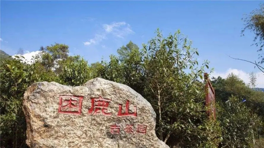 2024年困鹿山古樹春茶特點(diǎn)是什么？