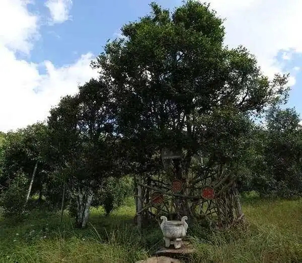 2024年困鹿山古樹春茶價(jià)格是多少？