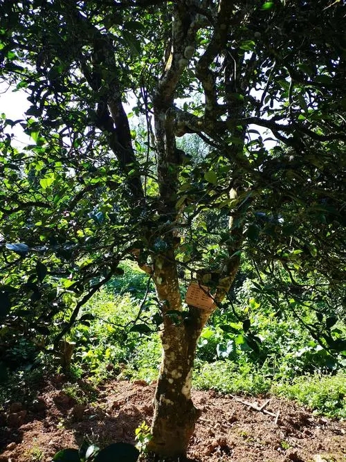 2024年困鹿山古樹春茶多少錢一公斤？