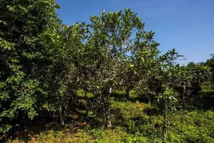 2024年迷帝古樹春茶特點(diǎn)是什么？