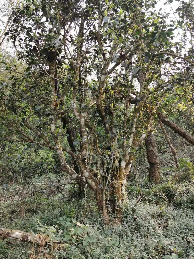 2024年迷帝古樹春茶口感如何？