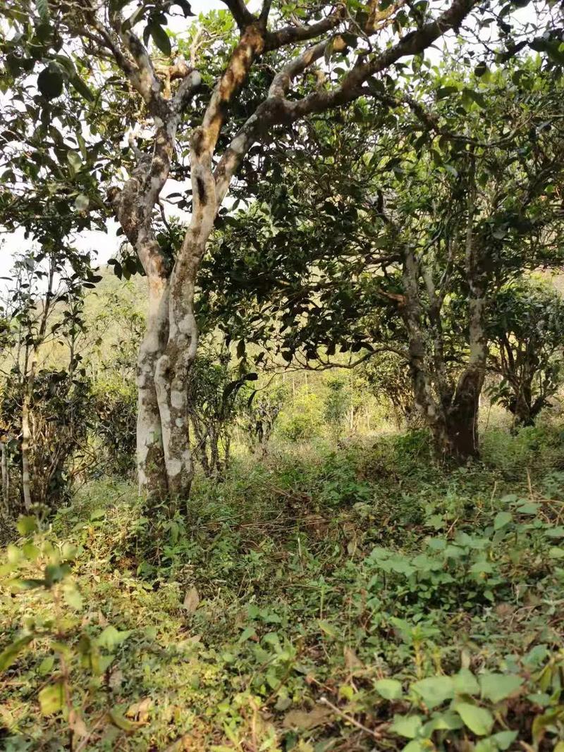 2024年迷帝古樹(shù)春茶品質(zhì)怎么樣？