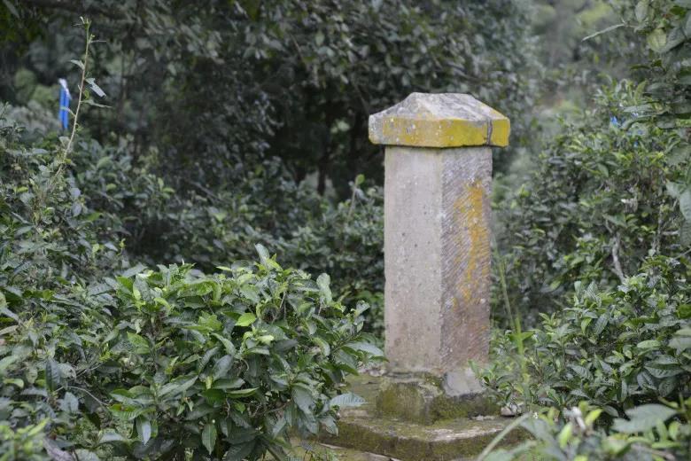 2024年迷帝古樹春茶價(jià)格是多少？