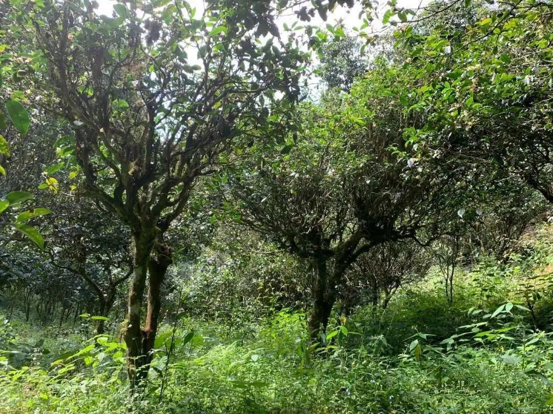 2024年墨江鳳凰窩古樹春茶品質(zhì)怎么樣？