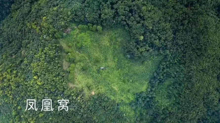 2024年墨江鳳凰窩古樹春茶價(jià)格是多少？