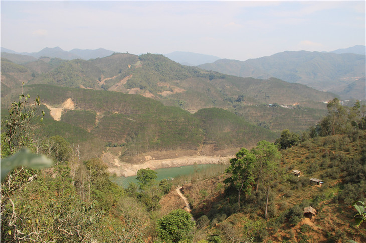 2024年昔歸古樹春茶口感是什么？