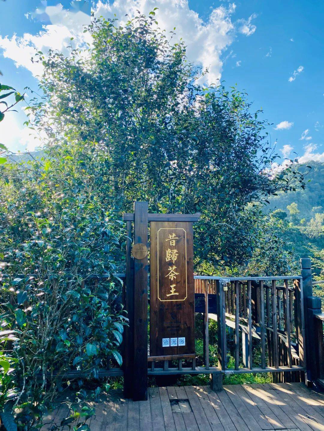 2024年昔歸古樹春茶品質(zhì)如何？