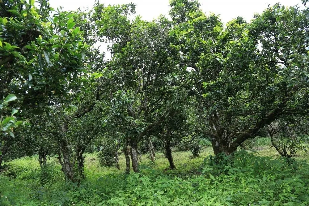 2024年昔歸古樹春茶價(jià)格是多少？