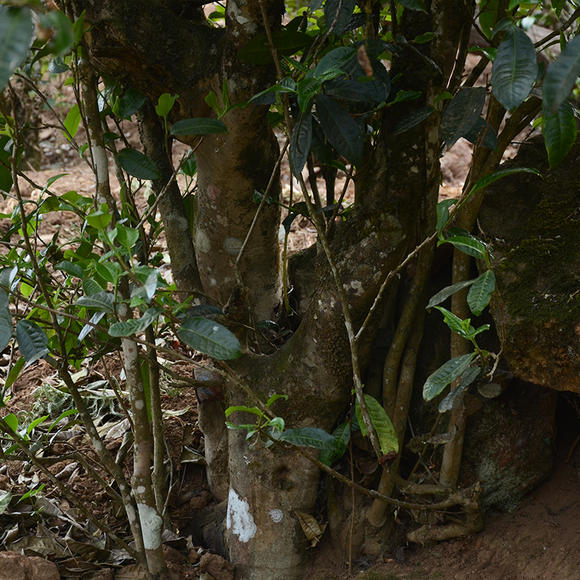 2024年磨烈古樹春茶口感怎么樣？