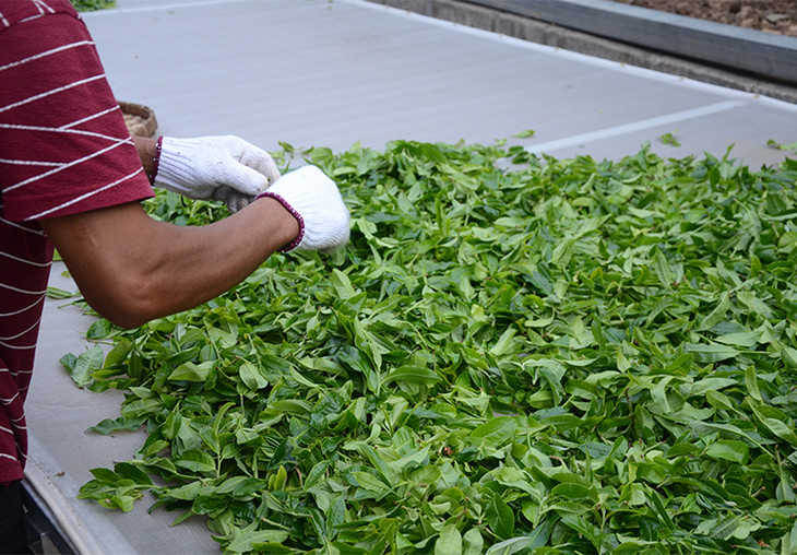 2024年磨烈古樹春茶特點(diǎn)是什么？