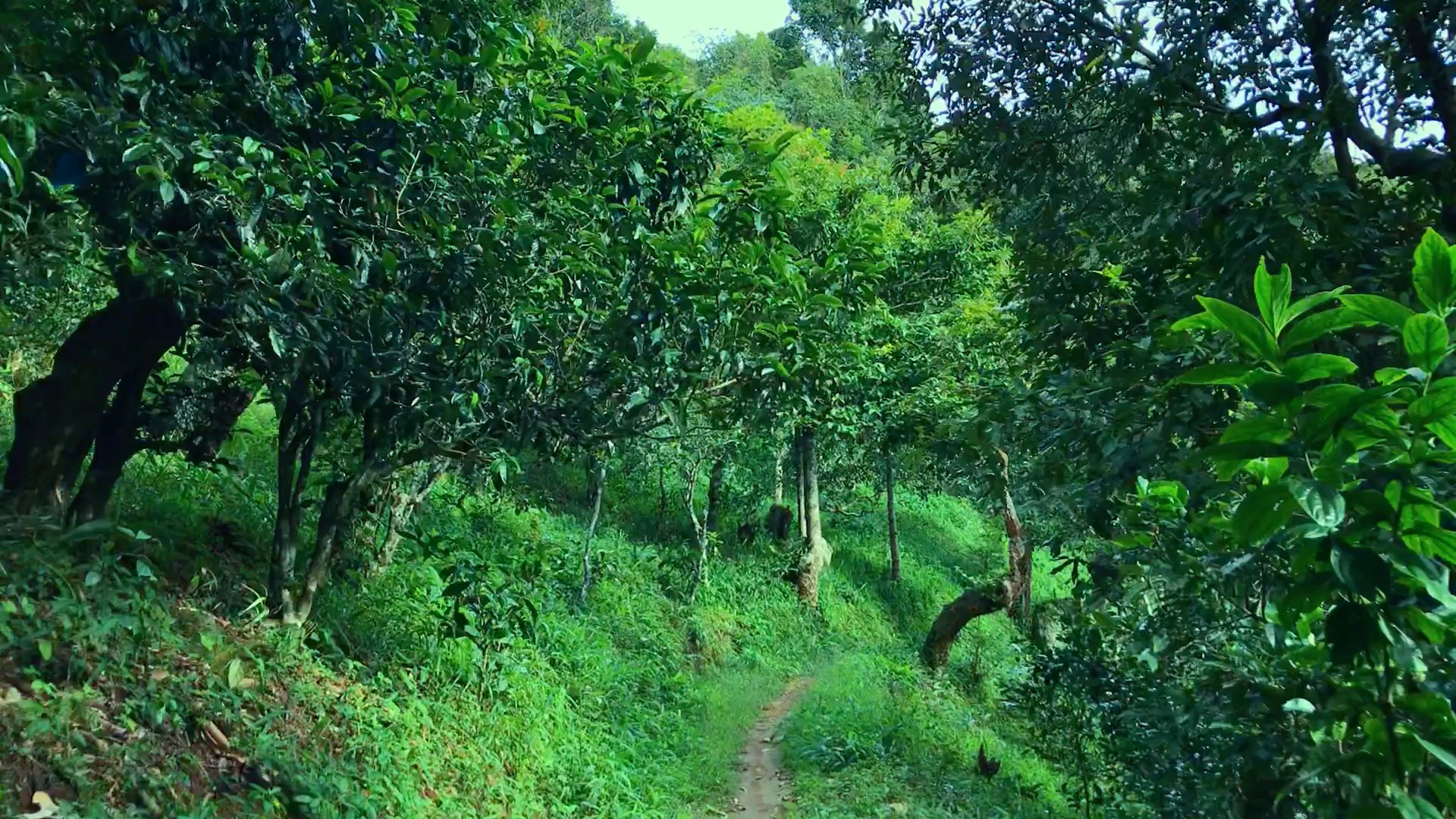 2024年磨烈古樹春茶品質(zhì)如何？