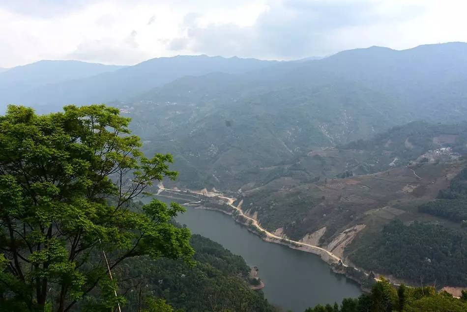 2024年磨烈古樹(shù)春茶多少錢(qián)一公斤？