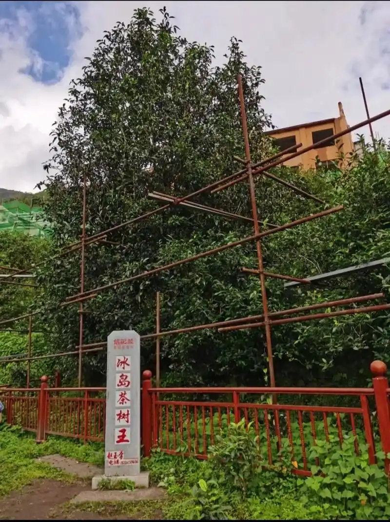 冰島老寨詳細介紹口感！