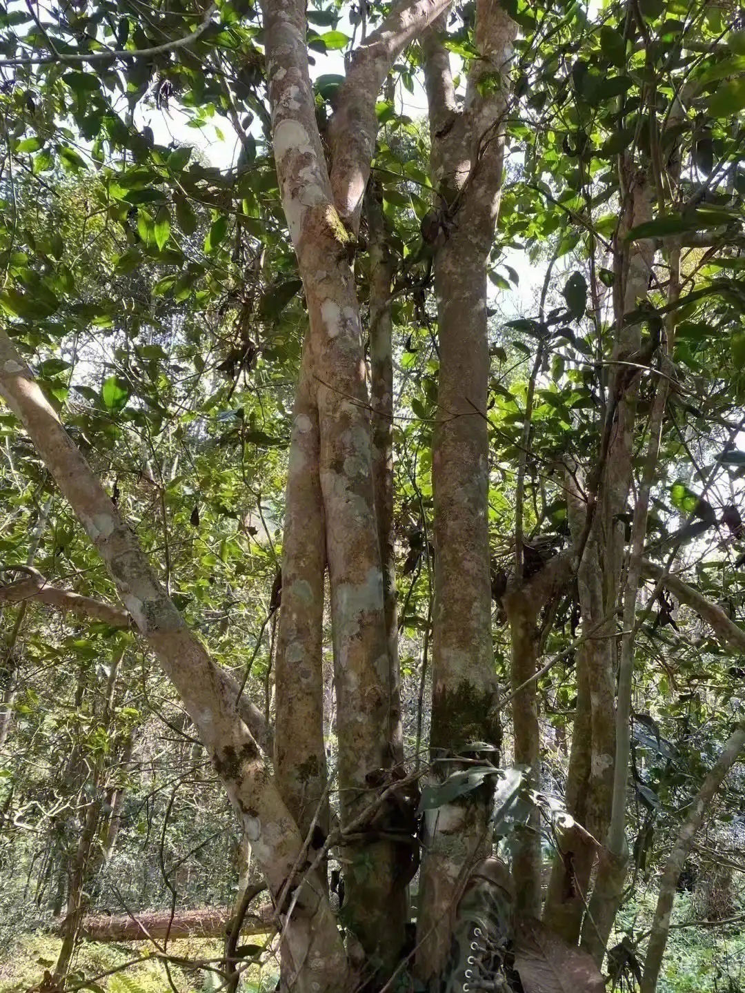 【薄荷塘】普洱茶為什么叫高桿茶？