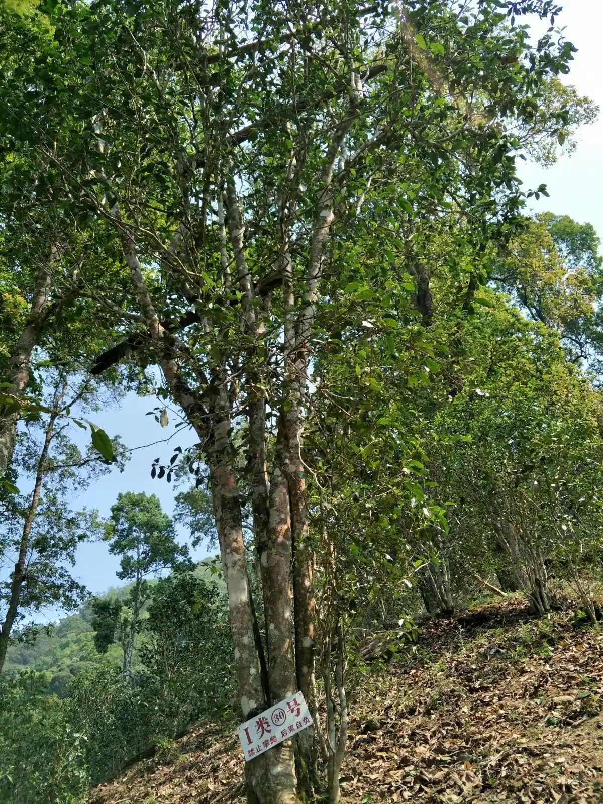野境王者、普洱巔峰！薄荷塘成為普洱無冕之王的十大原因