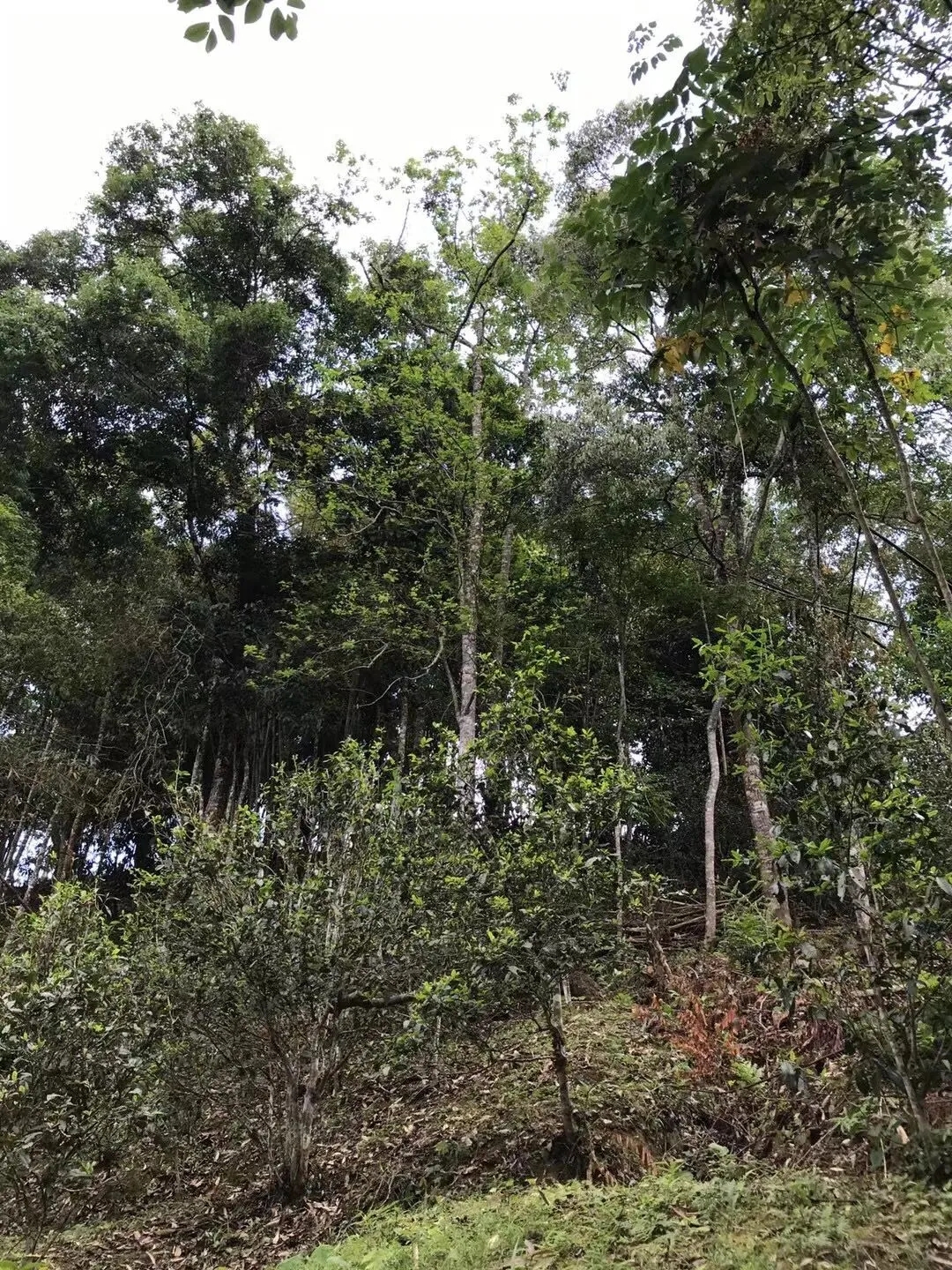 2025年易武古樹春茶口感如何？