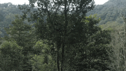 2025年易武古樹(shù)春茶價(jià)格是多少？