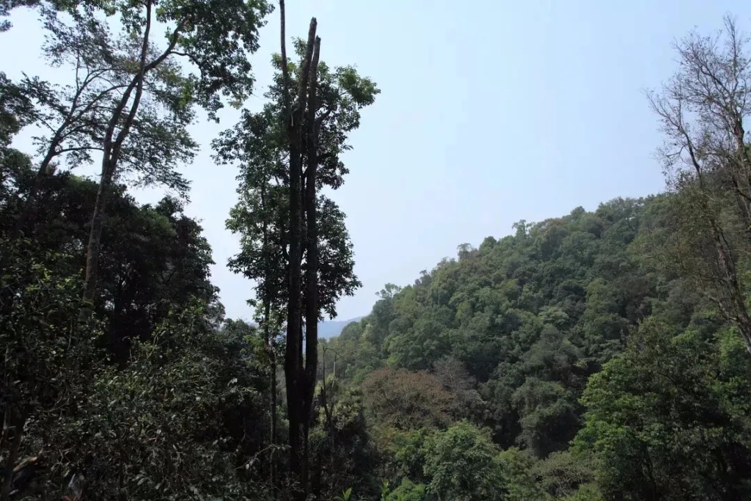 2025年易武古樹春茶多少錢一公斤？