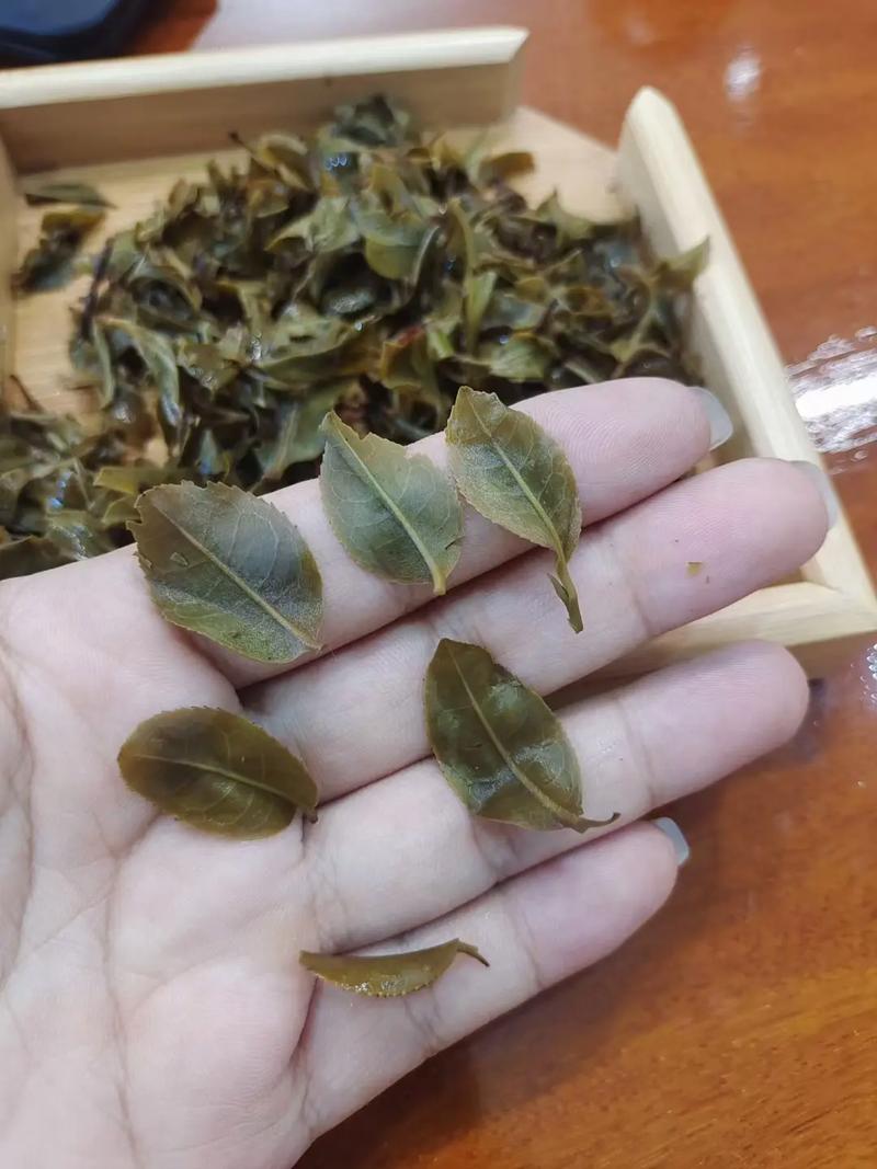 倚邦頭春茶，小葉種的春天