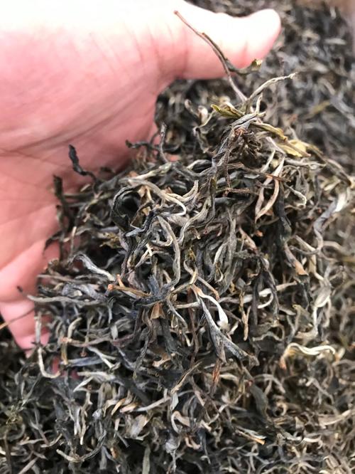 倚邦 | 兩朝貢茶，六山香魁