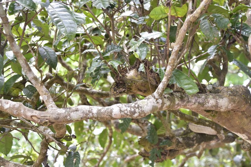 見莽枝 望革登丨行走古六山的另一面