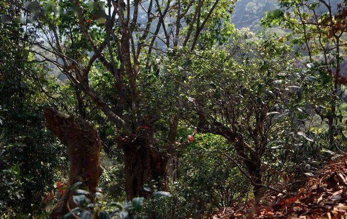 先有莽枝牛滾塘，之后才有普洱府